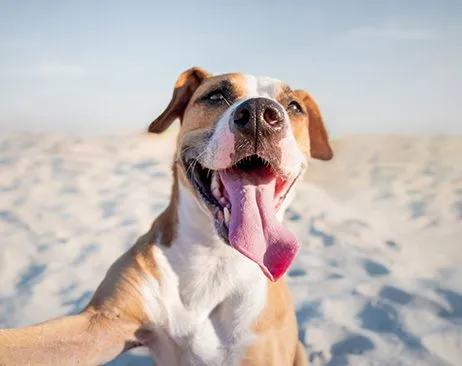 Dog enjoying a pet-friendly Panama City Beach vacation